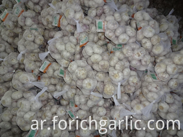 Fresh Normal White Garlic High Quality